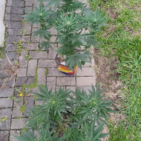 Substantiva 1 growlog photo: Registro