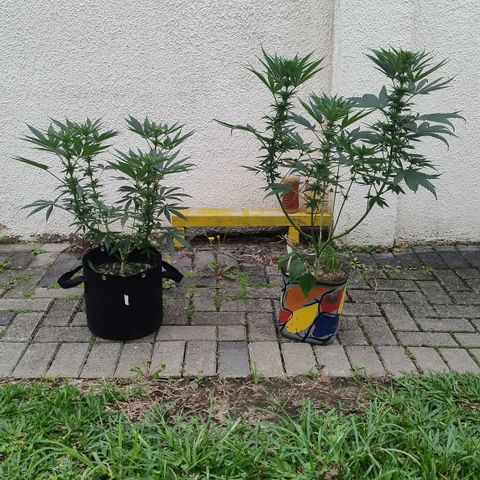 Substantiva 1 growlog photo: Registro