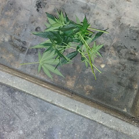Substantiva 1 growlog photo: Folhas removidas numa segunda poda