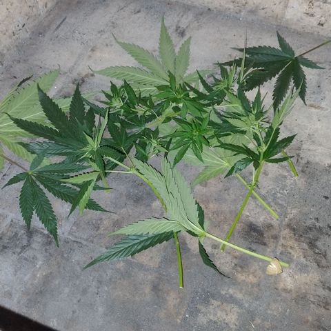 Substantiva 1 growlog timeline photo