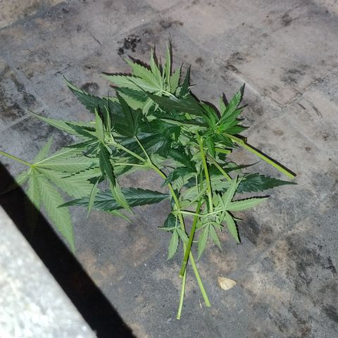 Substantiva 1 growlog timeline photo