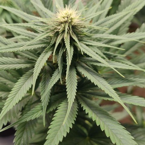 Adjetiva growlog timeline photo