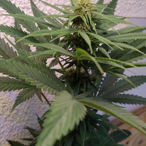 Adjetiva growlog timeline photo