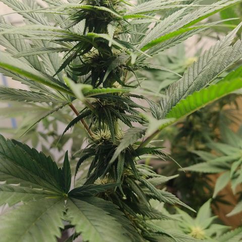Adjetiva growlog timeline photo