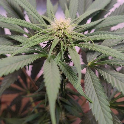 Substantiva 1 growlog timeline photo