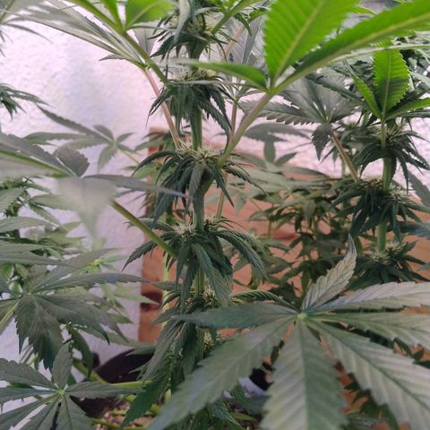 Substantiva 1 growlog timeline photo