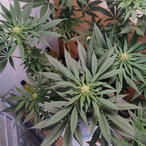 Substantiva 1 growlog timeline photo