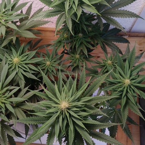 Adjetiva growlog timeline photo