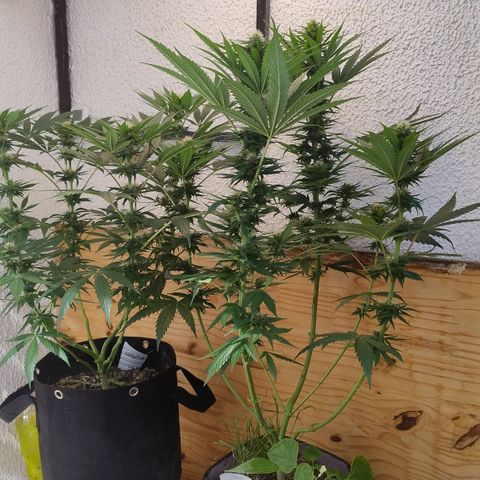 Substantiva 1 growlog photo: Registro