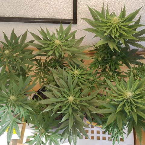 Substantiva 1 growlog photo: Registro