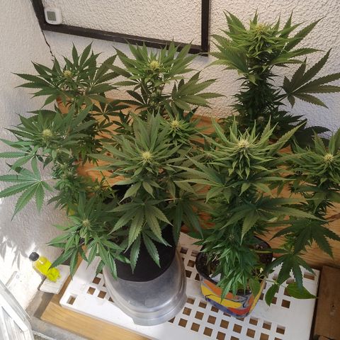 Substantiva 1 growlog photo: Registro