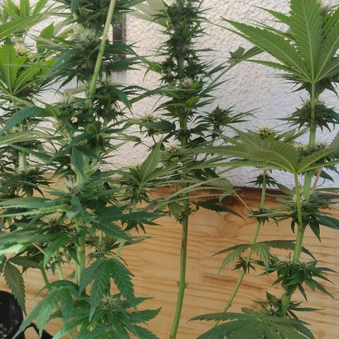 Adjetiva growlog timeline photo