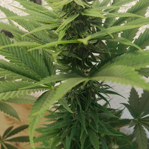Adjetiva growlog timeline photo