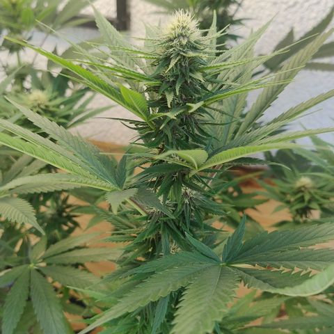 Adjetiva growlog timeline photo
