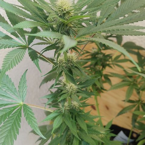 Substantiva 1 growlog timeline photo