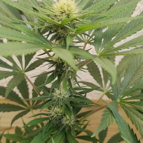 Substantiva 1 growlog timeline photo