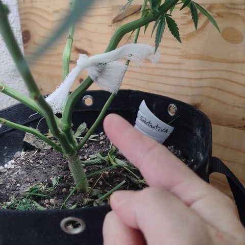 Substantiva 1 growlog photo: Lascou