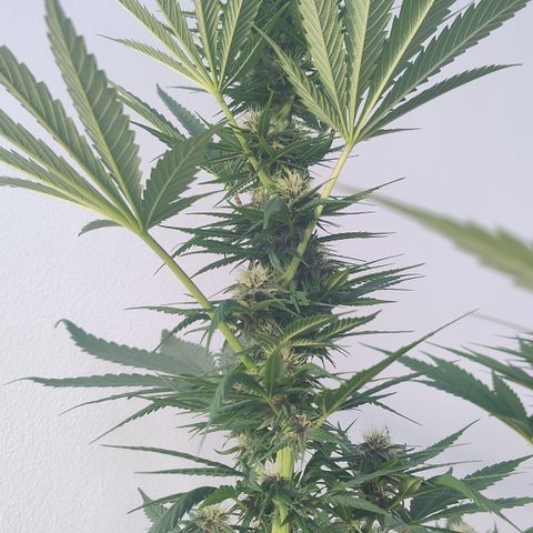 Adjetiva growlog timeline photo