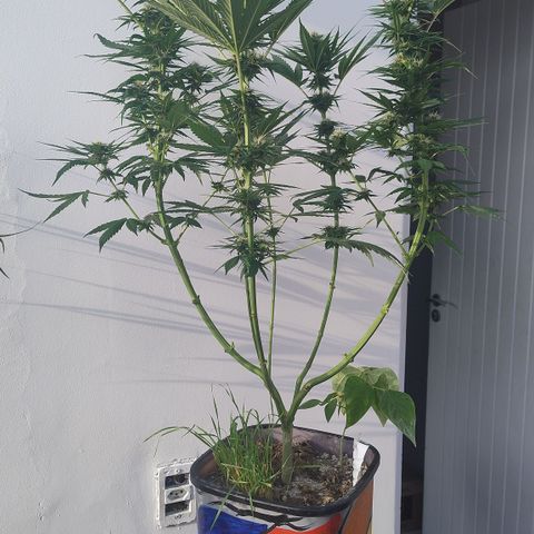 Adjetiva growlog timeline photo
