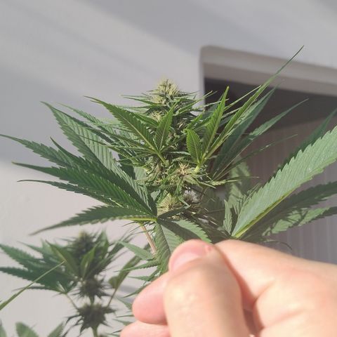 Adjetiva growlog timeline photo
