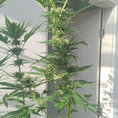 Adjetiva growlog timeline photo
