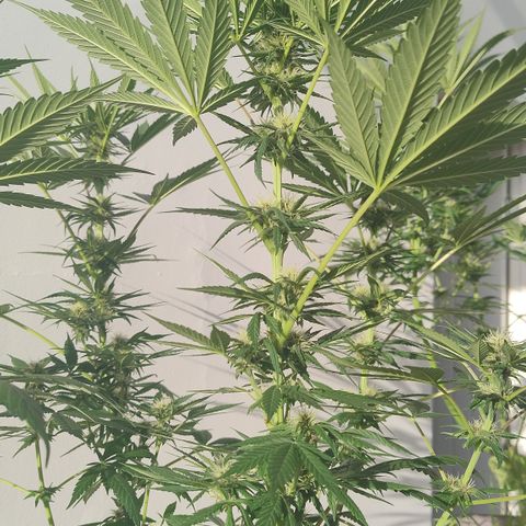 Substantiva 1 growlog timeline photo