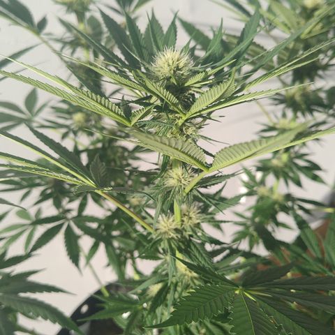 Substantiva 1 growlog timeline photo