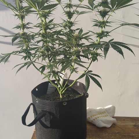 Substantiva 1 growlog timeline photo