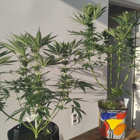 Substantiva 1 growlog timeline photo