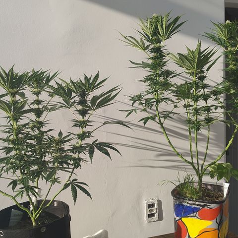 Substantiva 1 growlog timeline photo