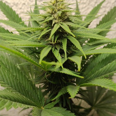 Adjetiva growlog photo: Registro
