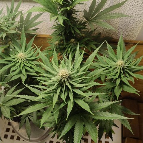 Adjetiva growlog photo: Registro