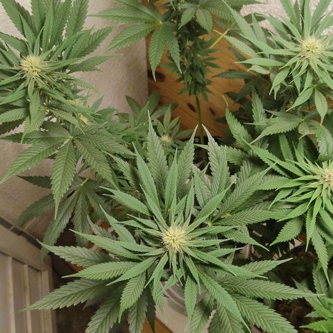 Substantiva 1 growlog timeline photo