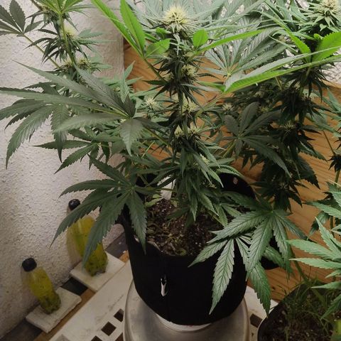 Substantiva 1 growlog timeline photo