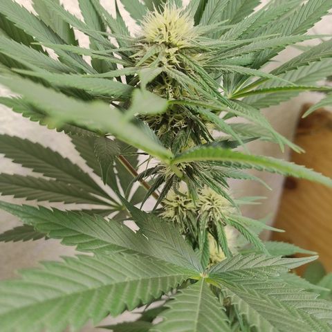 Substantiva 1 growlog timeline photo