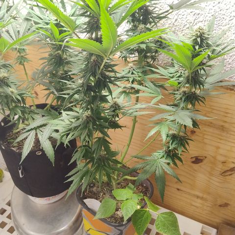 Adjetiva growlog timeline photo