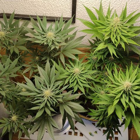 Substantiva 1 growlog timeline photo