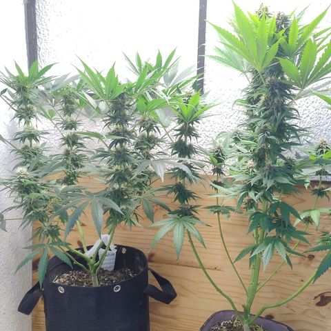 Substantiva 1 growlog timeline photo