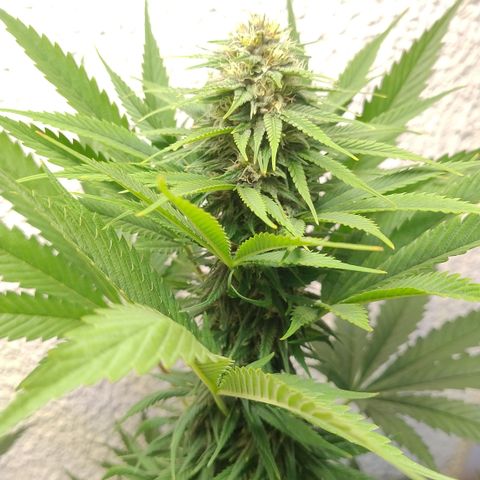 Adjetiva growlog timeline photo