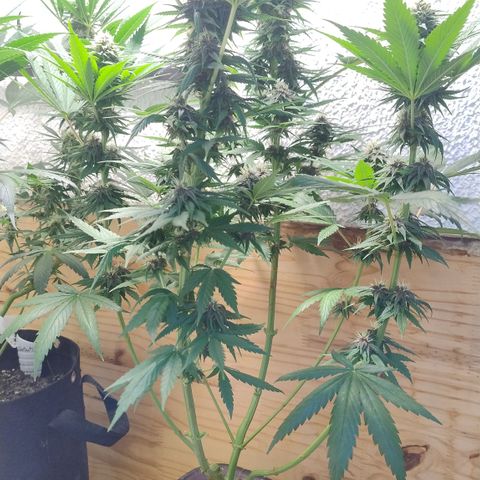Adjetiva growlog timeline photo