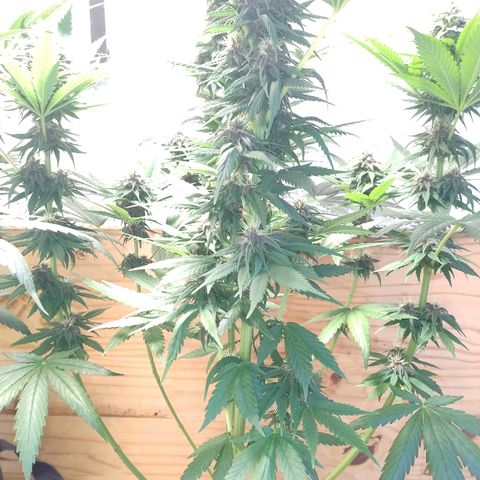 Adjetiva growlog timeline photo