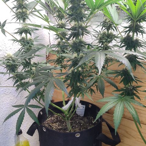 Substantiva 1 growlog timeline photo