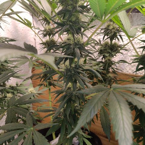 Substantiva 1 growlog timeline photo