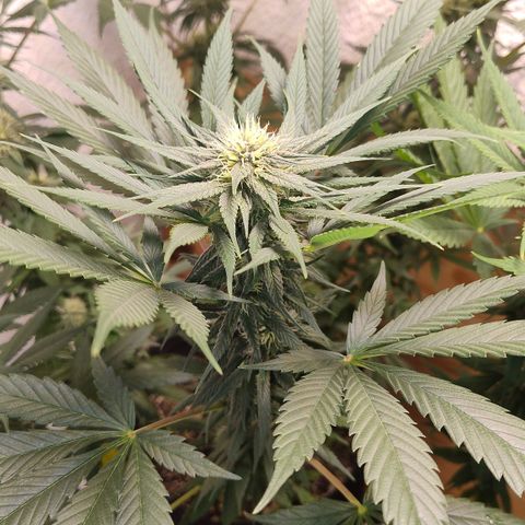 Substantiva 1 growlog timeline photo