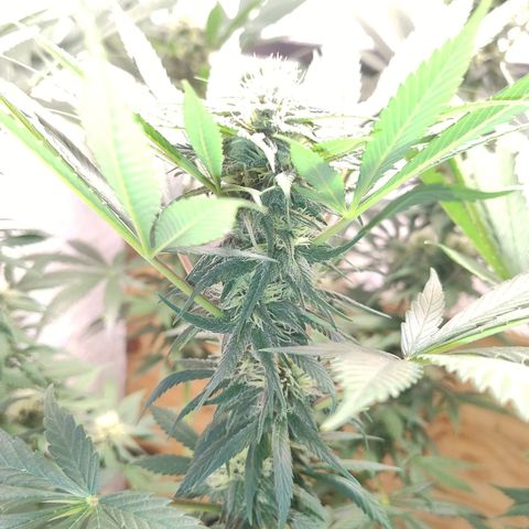 Substantiva 1 growlog timeline photo