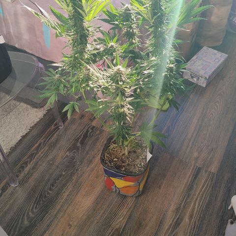 Adjetiva growlog timeline photo