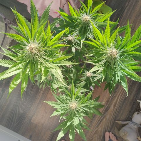 Adjetiva growlog timeline photo