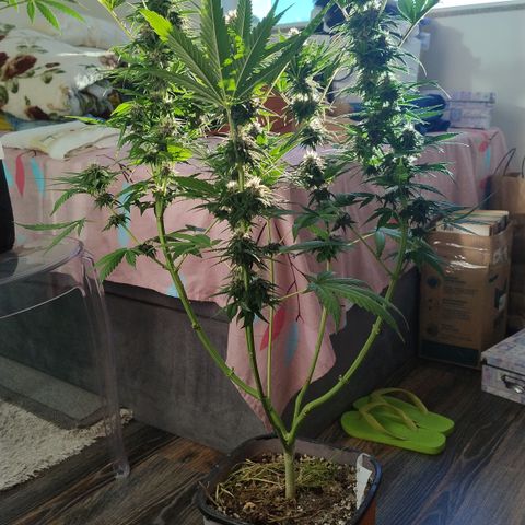 Adjetiva growlog timeline photo