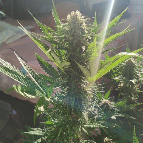 Adjetiva growlog timeline photo