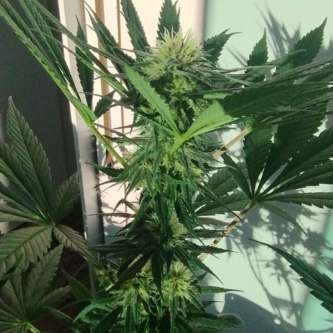 Substantiva 1 growlog timeline photo